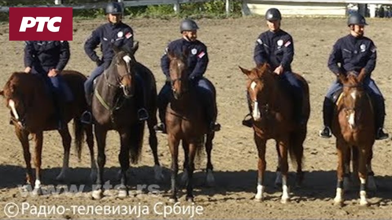 Policijski konji za bezbednost, patrolu i druženje sa decom