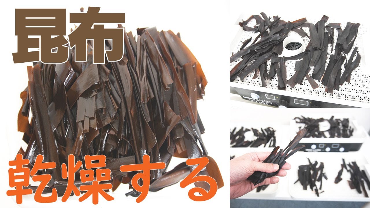 【生の昆布の乾燥時間】昆布を乾燥（ドラミニ）