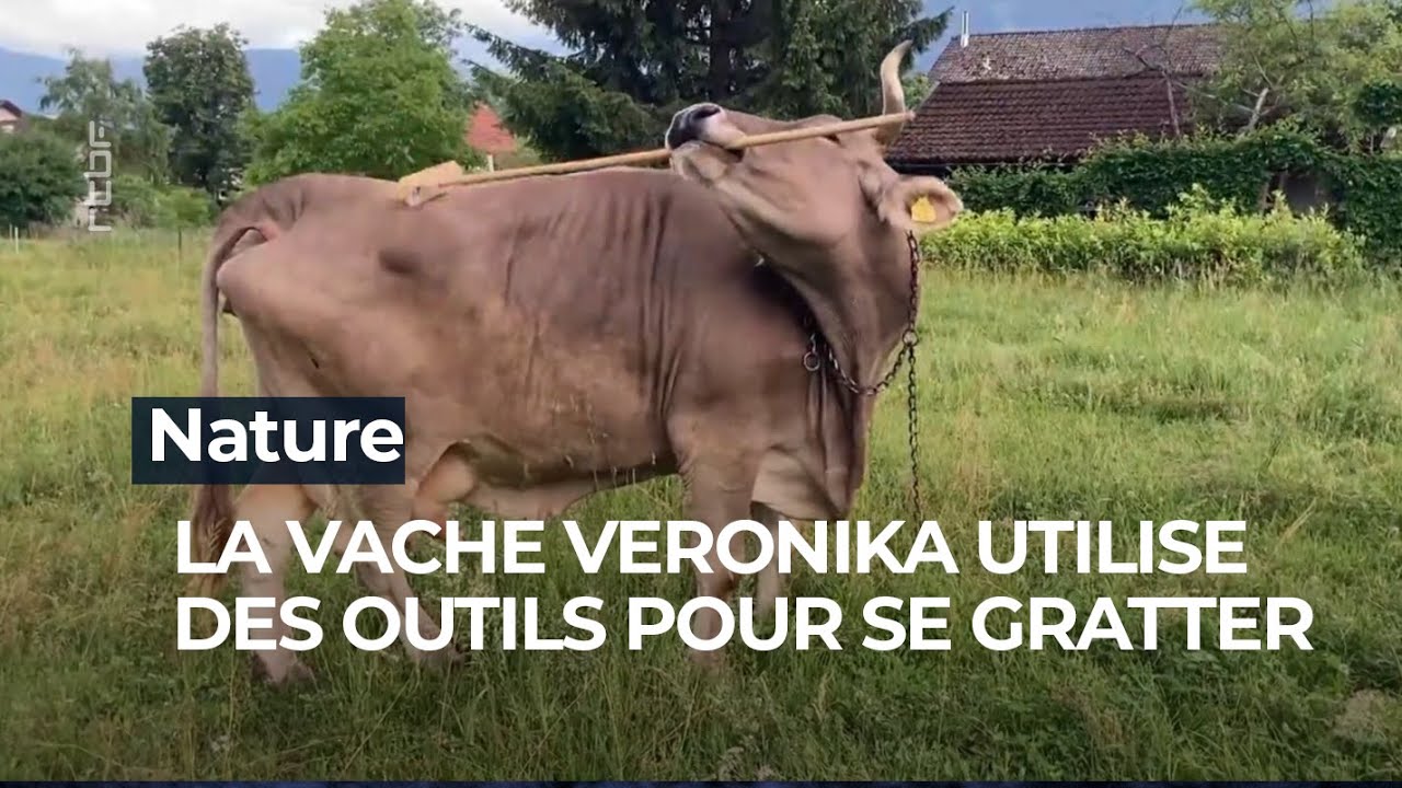 La vache Veronika est le premier bovin à utiliser des outils pour se gratter - RTBF Info