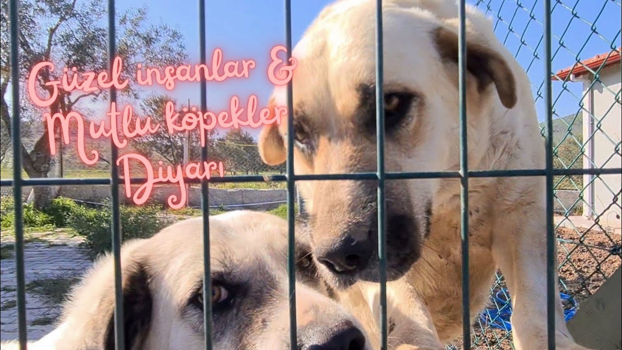 İnsan İsterse, En G&uuml;zelini ve Doğru Olanı Başarıyor. Dikili Kırsalında Bir Mutlu Yaşam Diyarı.