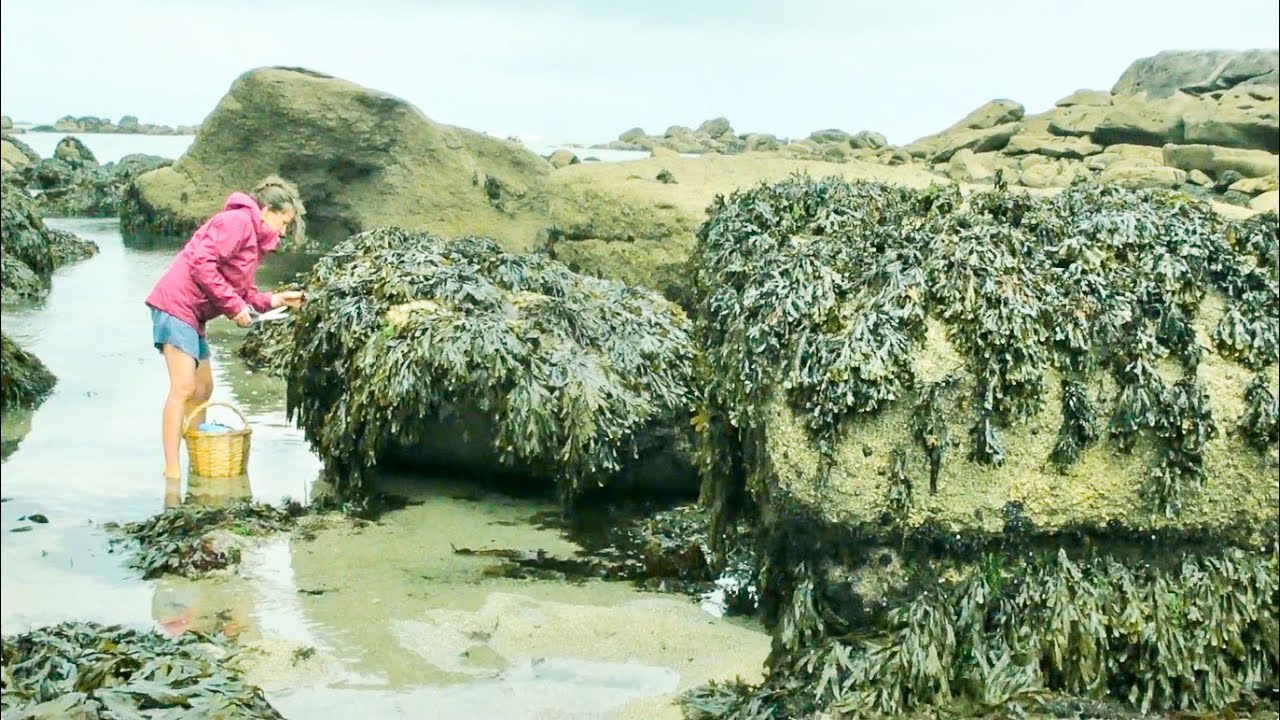 Foraging Seaweed: Harvesting a French Coastal Superfood