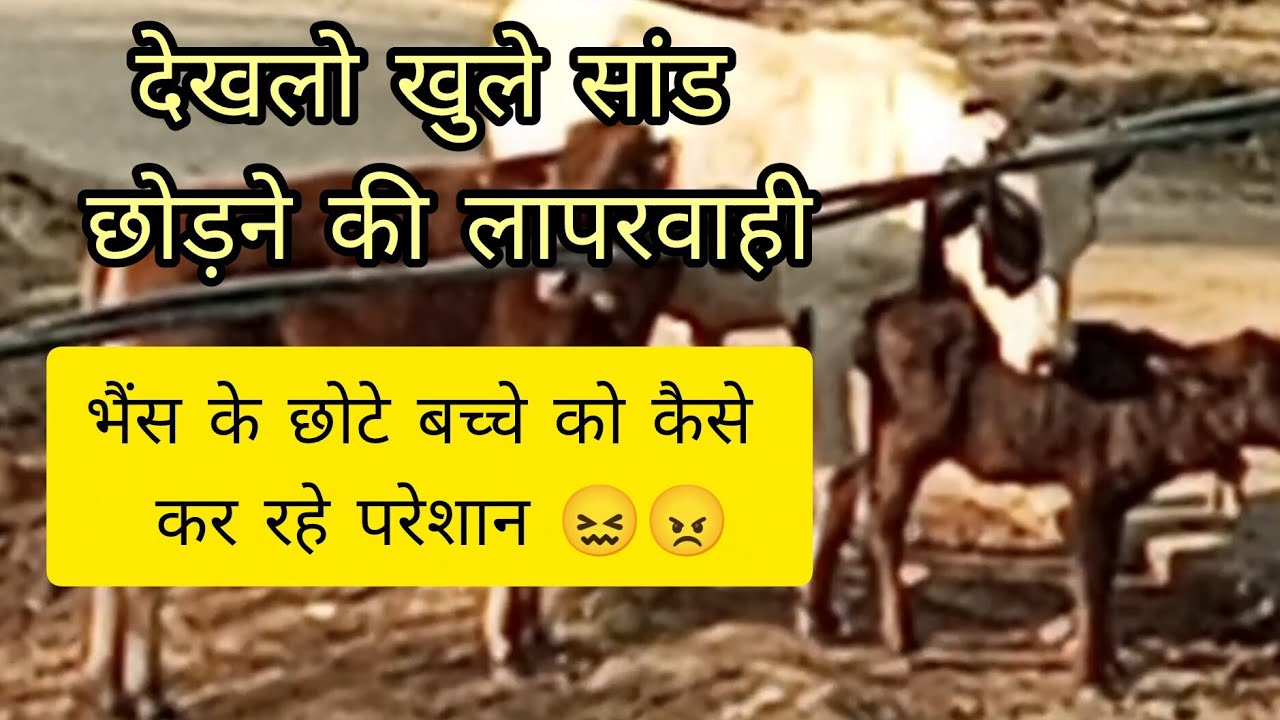 😱भैंस के छोटे बच्चे के ऊपर चढ़ गया सांड ||  दो सांड ने कर दिया बुरा हाल 😭😭 #youtube #video #animals 