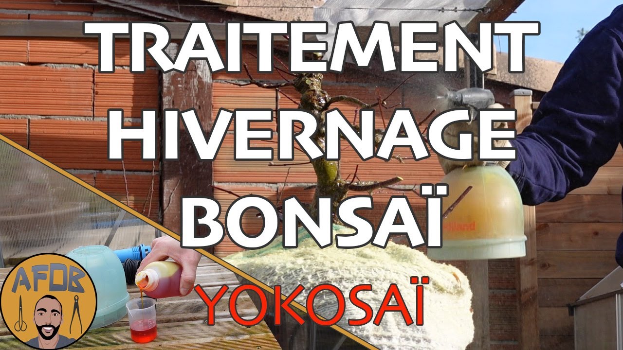 HIVERNAGE et TRAITEMENT de mes BONSAÏ 🌳AFDB🌳