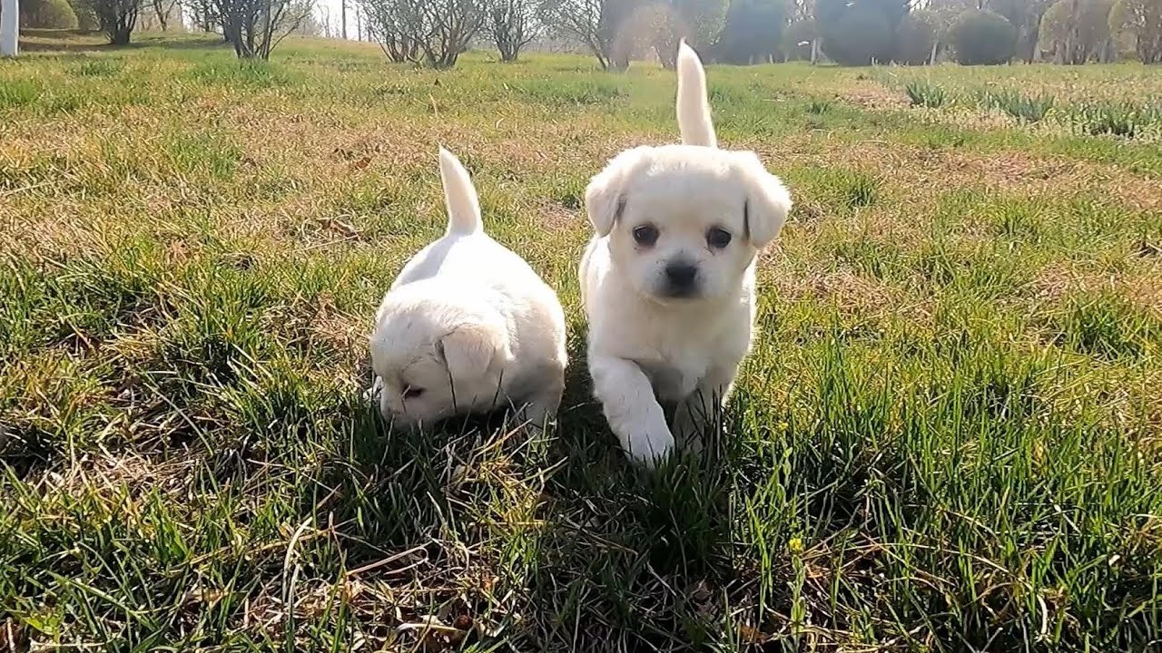 Puppies rescued from stone pile growing up healthy