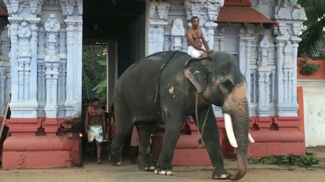 02 Largest Hindu Temple Poornathrayeesa Temple, Tripunithura #historictemple #hinduism #elephant