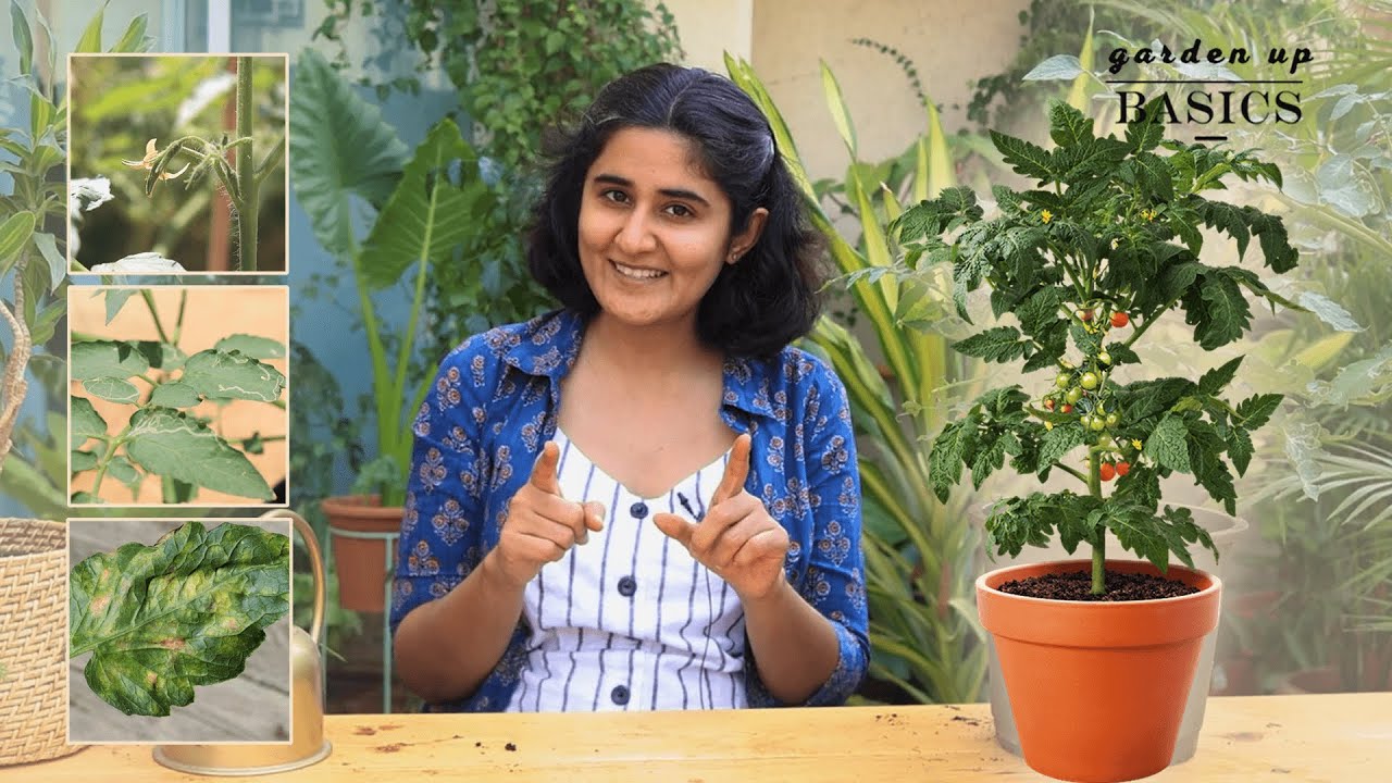 Time To Grow Tomato? | Garden Up Basics Ep.27