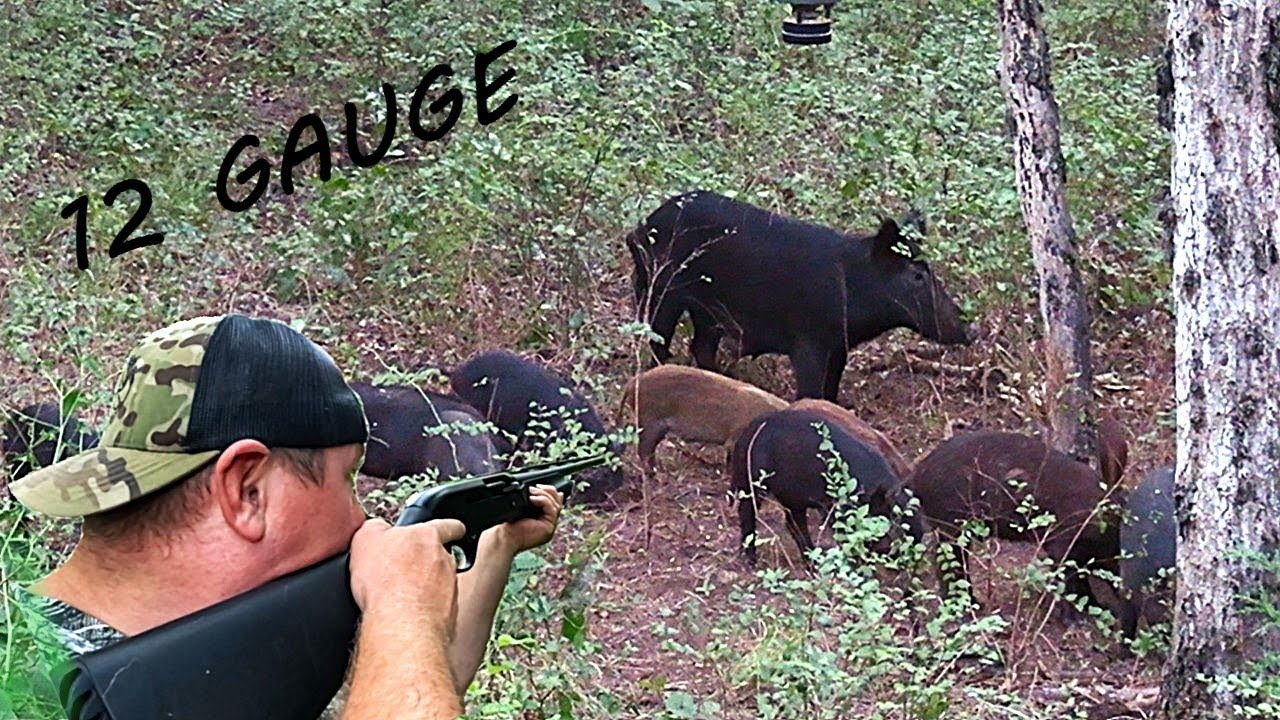WILD HOG HUNTING with 12 GAUGE SHOTGUN!
