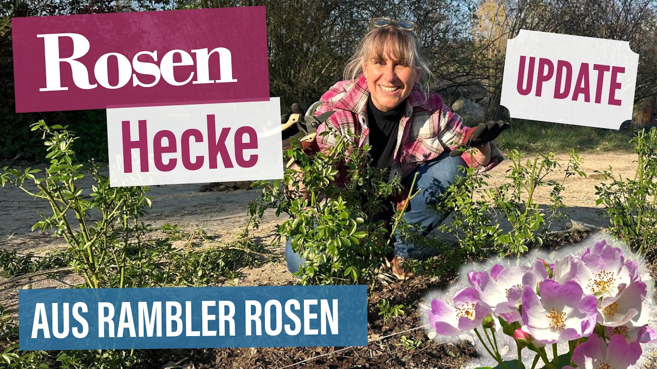 Rambler-Rosen als Hecke: Richtig schneiden & in Form bringen 🌹