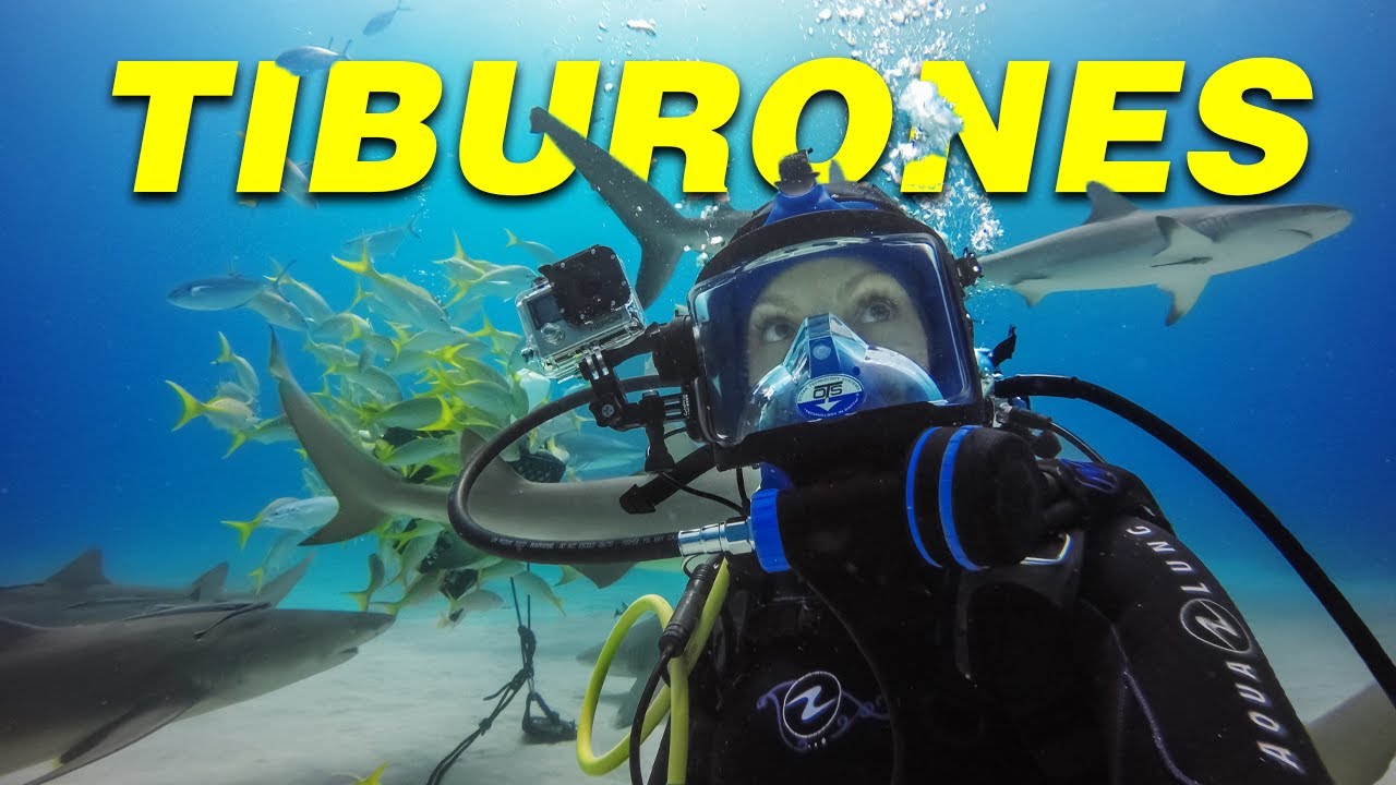 Mira Este Video Antes de Bucear con Tiburones