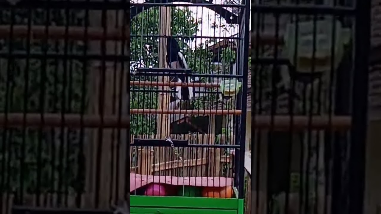 kacer salto over birahi bikin kacer lain emosi