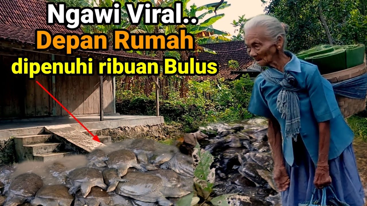 MENAKJUBKAN..!!Penampakan Kawanan Bulus Labi-labi Kura-kura air tawar di saluran air pedesaan Ngawi.