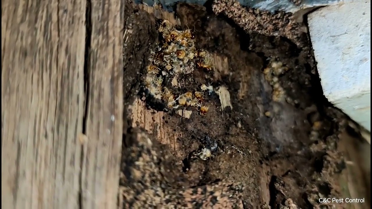 Dead termites in the mud shelter tubes in Kin Kin