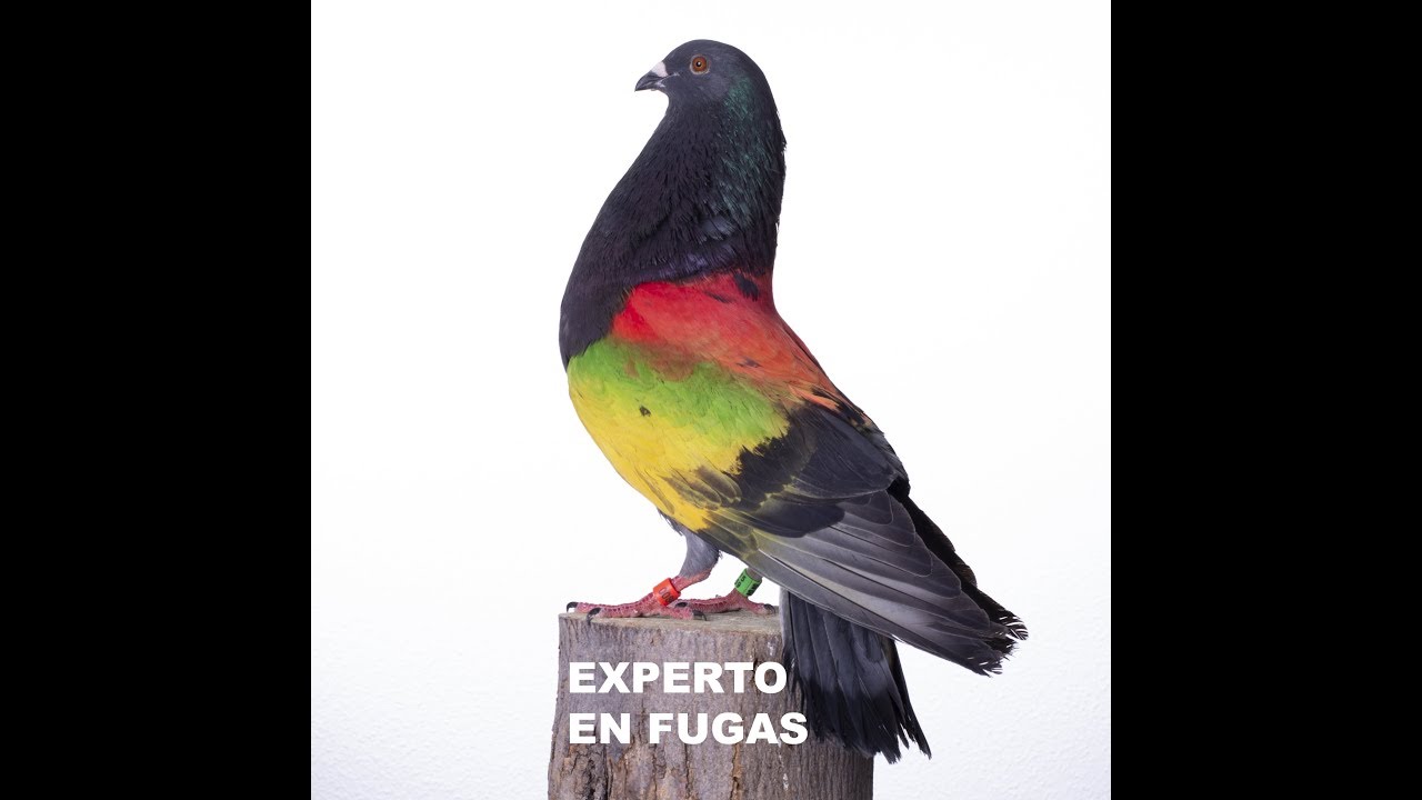 NACIONAL DE COLOMBICULTURA AGRAMÓN 2019   5ª PRUEBA