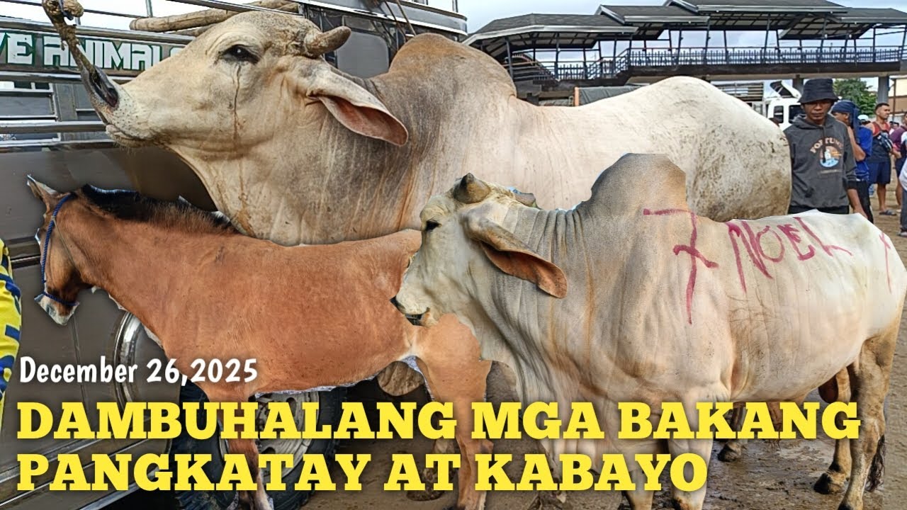 Mga Dambuhalang Bakang Pangkatay at Kabayo!Padre Garcia Batangas!