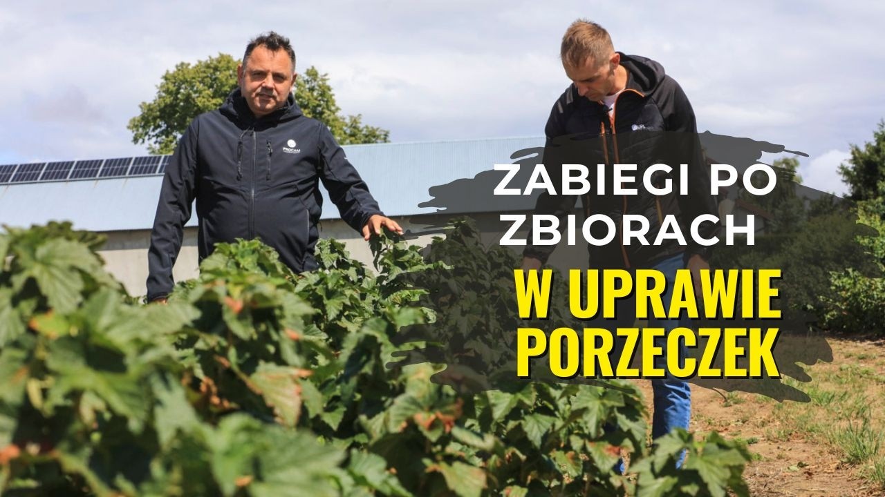 Zwalczanie chwast&oacute;w i ochrona porzeczek po zbiorach i trudnym sezonie 2026