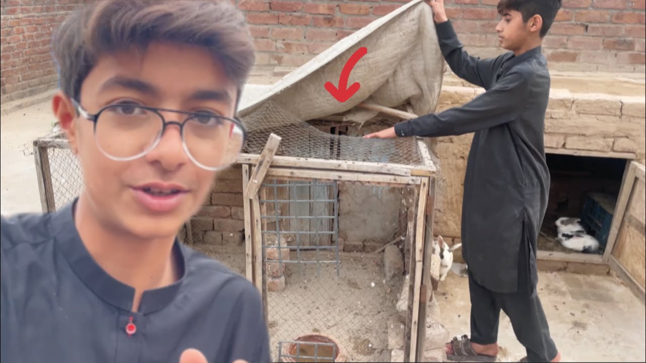 Kabooteron ka cage ki muramat🍀😃 /cat or animal ka der se😰#foryou#village #funny #pigeon #desi#vlog#