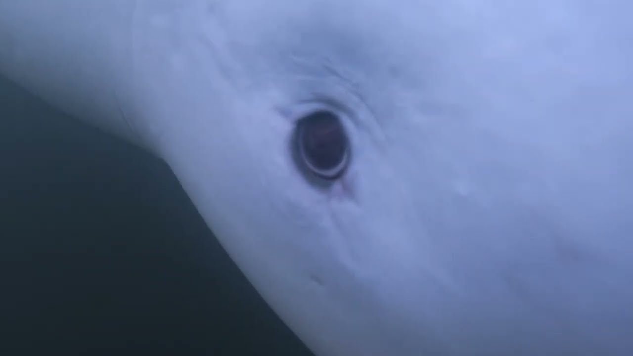 The Eye of a Whale | OneWhale.org