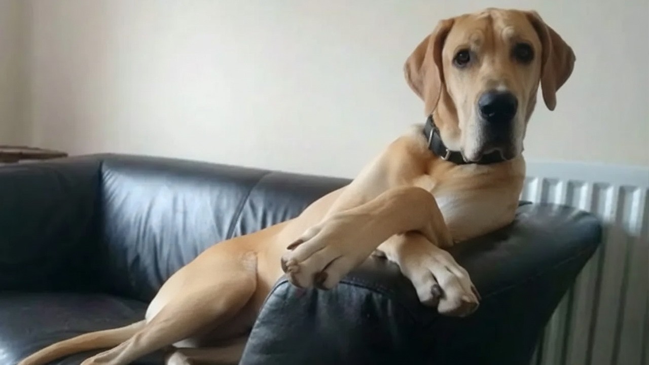 I Would Die Laughing for these Great Dane Dog 😂
