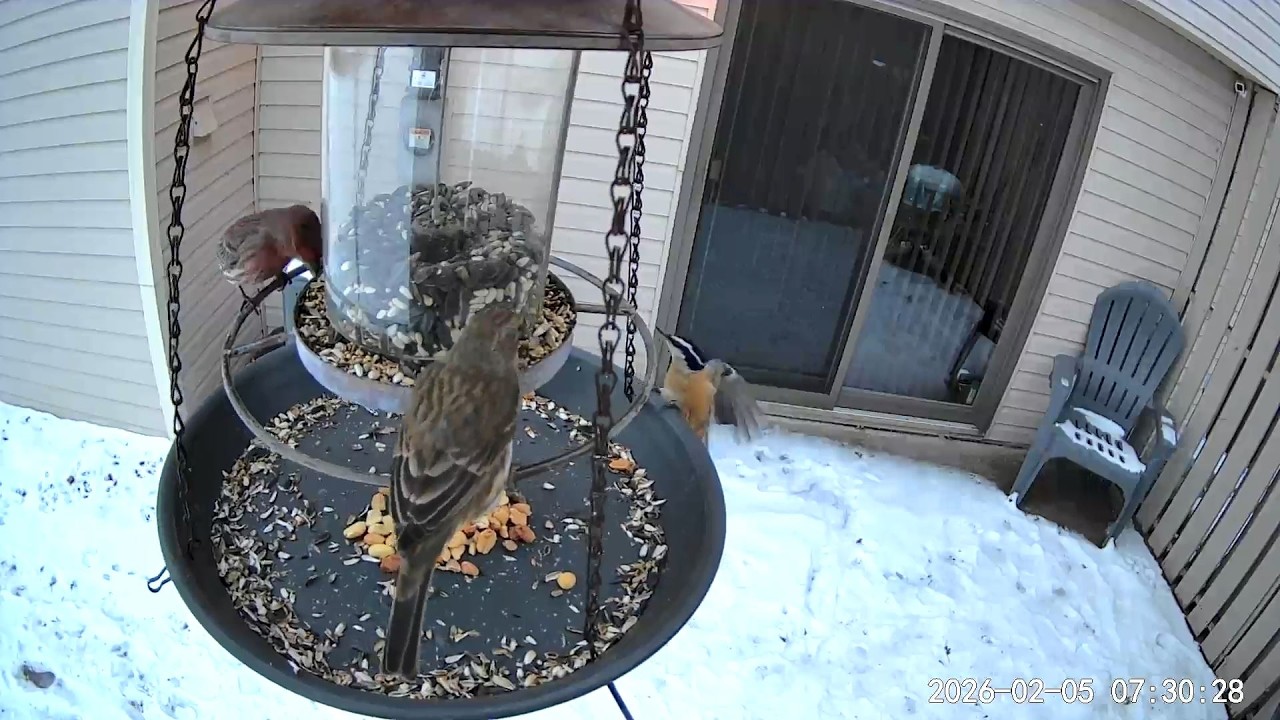 2026/02/05 - White-breasted Nuthatches and a House Finch couple open the feeder for breakfast