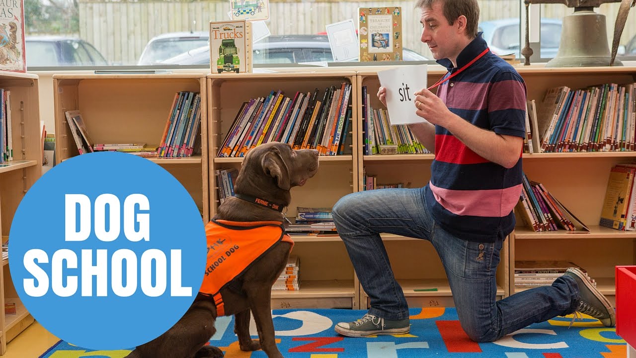 Dog becomes star pupil at primary school after he learned -how to READ