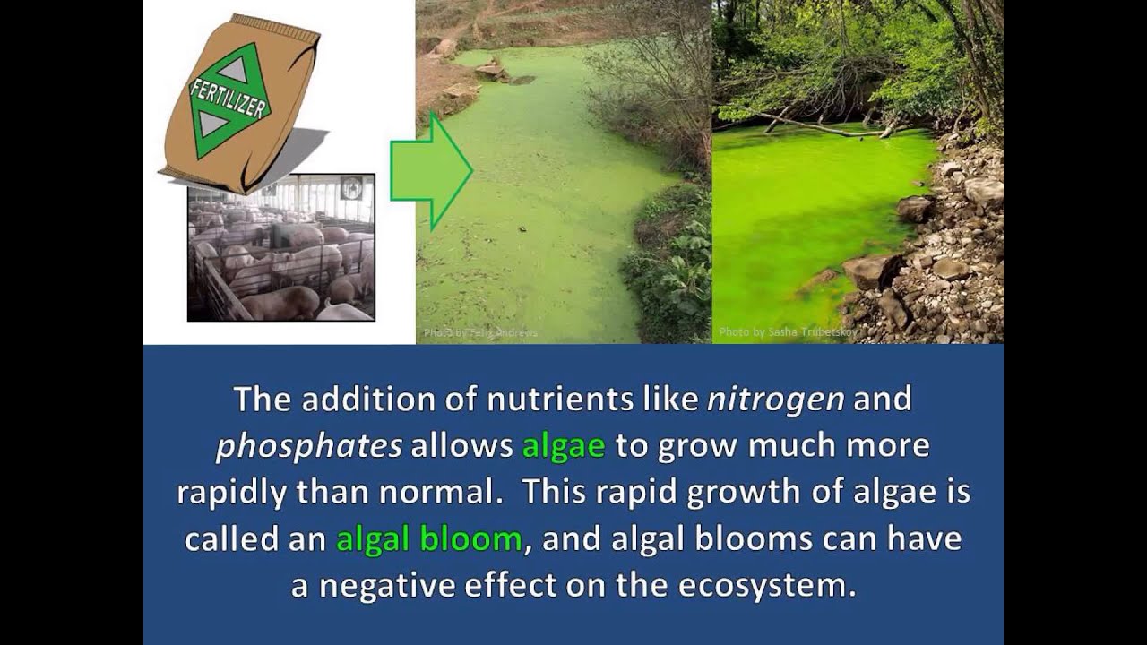 Algal Blooms