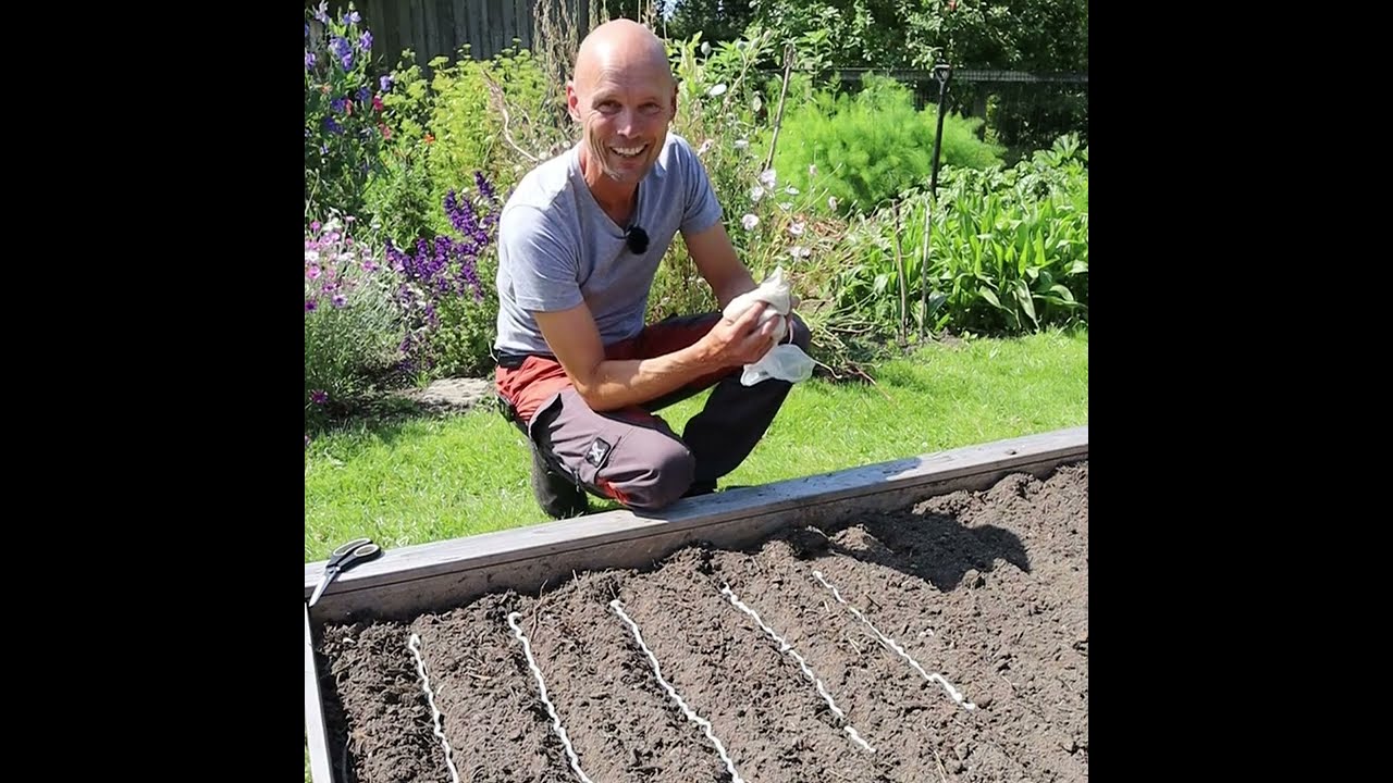Gulerodsfroe i melklister