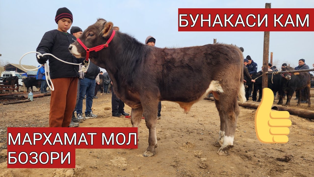 16-fevral, 2026