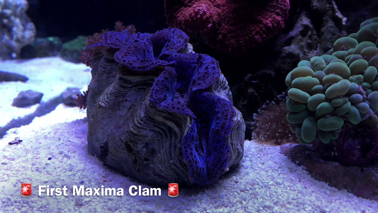 SCA 120 Gallon Reef Tank | Ep. 27 | SPS Mounting, Gluing & Placement