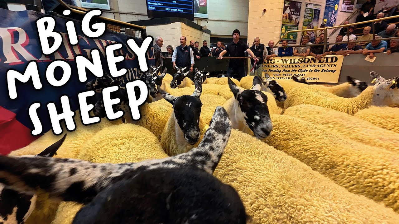 Breeding Sales Begin!