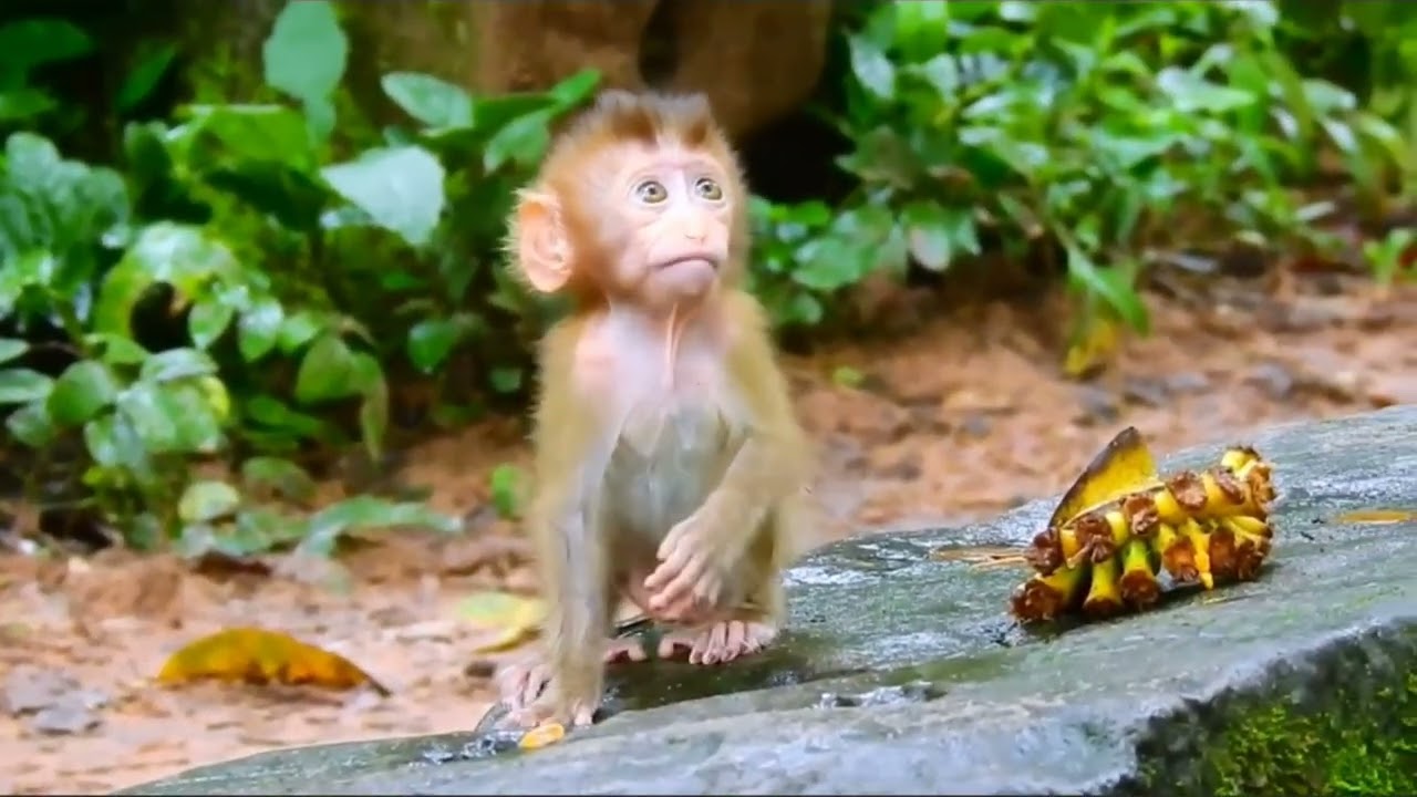 monyet kecil mulai beradaptasi dengan teman-temannya