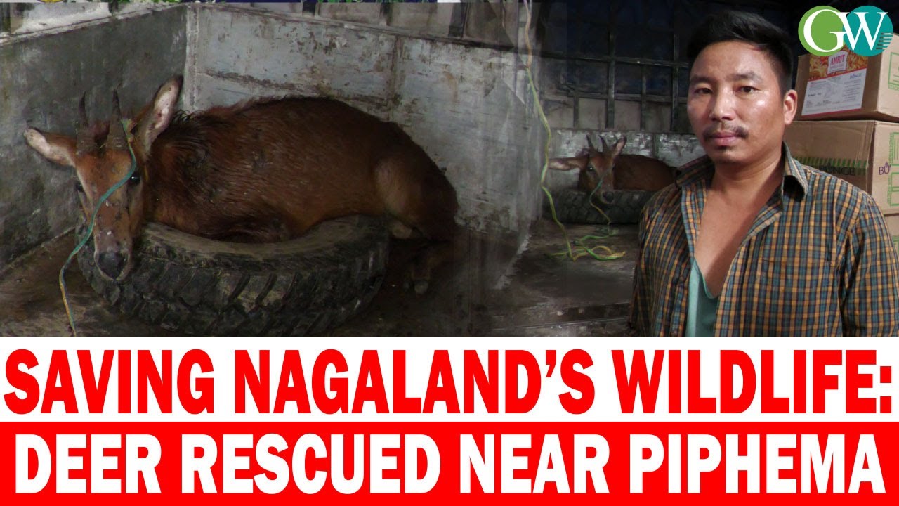 SAVING NAGALAND’S WILDLIFE: DEER RESCUED NEAR  PIPHEMA, CHUMU