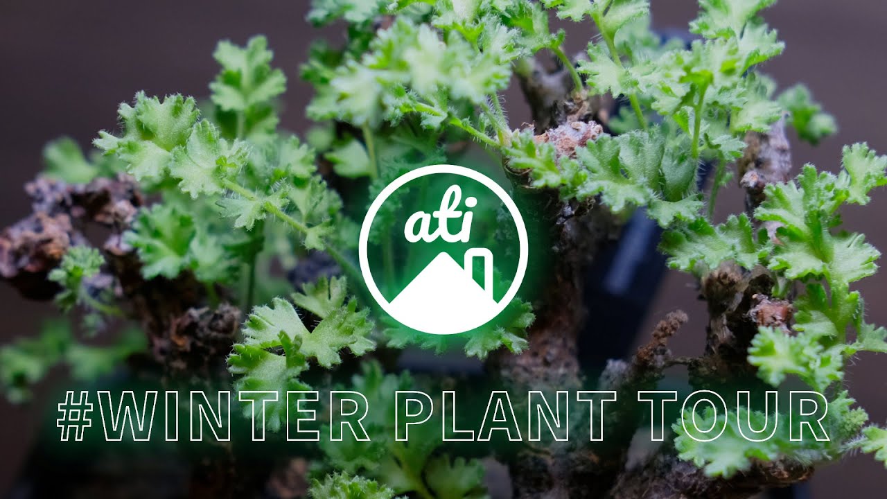 【PLANT TOUR】育成中の冬型植物をご紹介！【塊根植物/多肉植物/ケープバルブ】