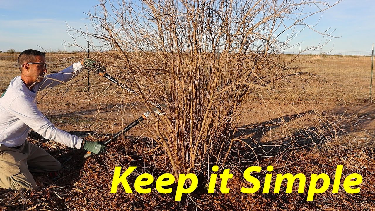 Pruning Pomegranate Trees | 3 Easy Options for Size & Production