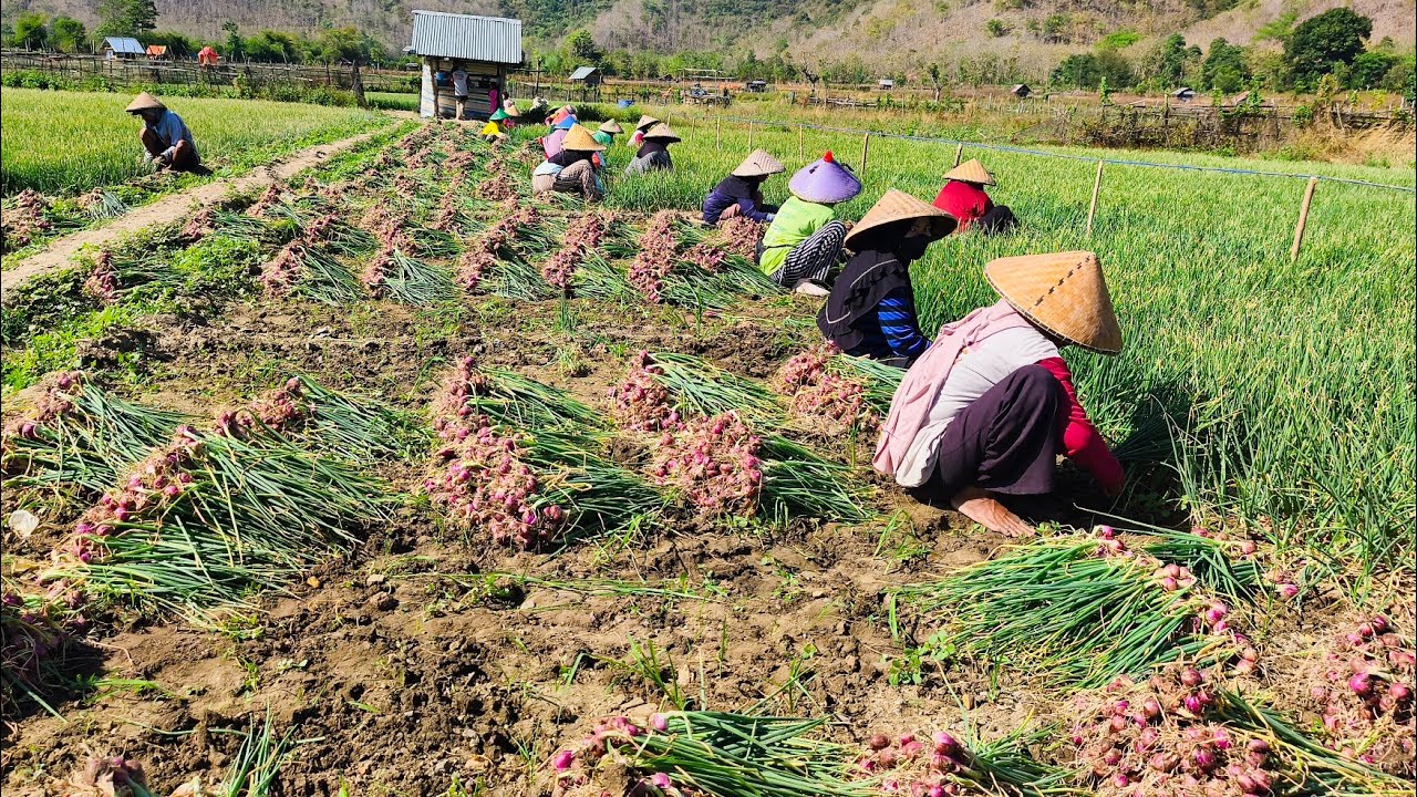 Panen raya bawang merah  di Bima tengah berlangsung !! Harga malah makin naik🥰