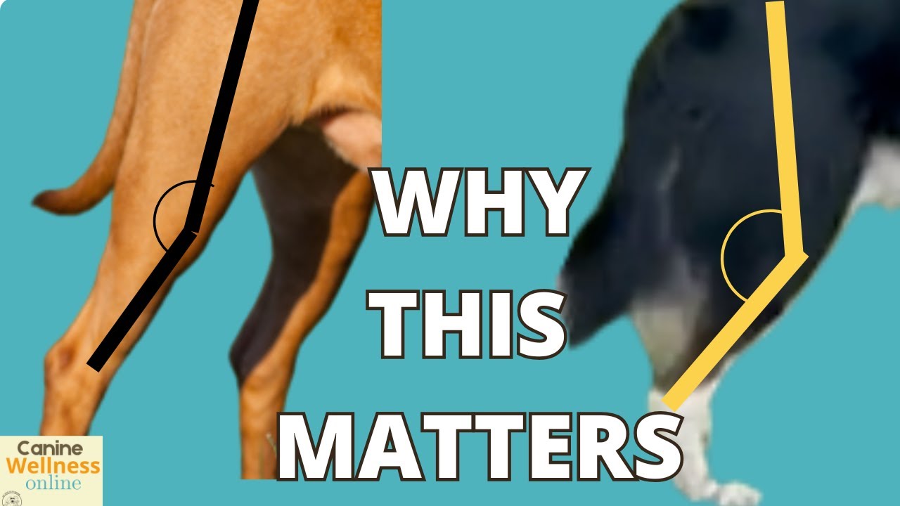 Avoid Dog Knee Problems and Learn Ways to Fix Them