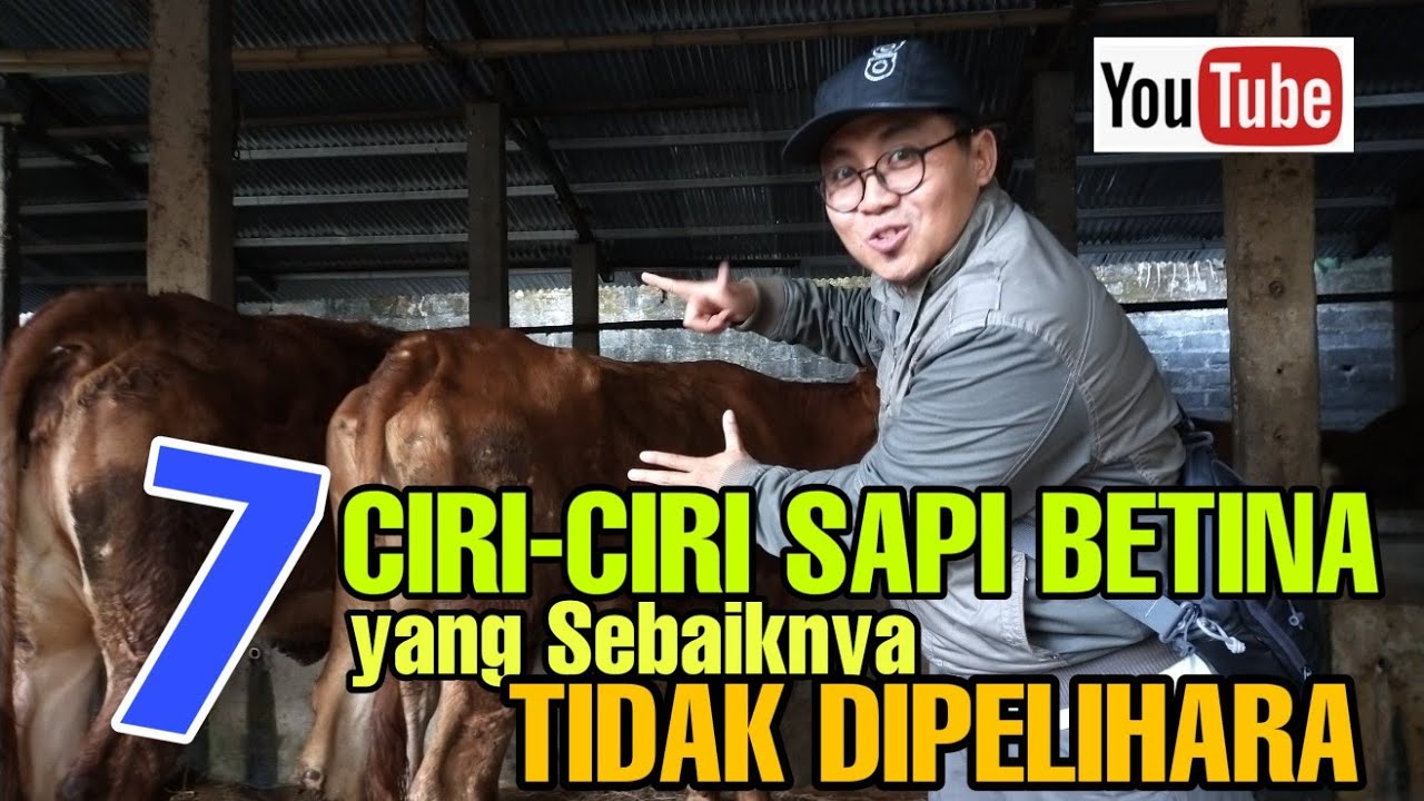 Tujuh Ciri-ciri Sapi Betina yang Sebaiknya Tidak Dipelihara