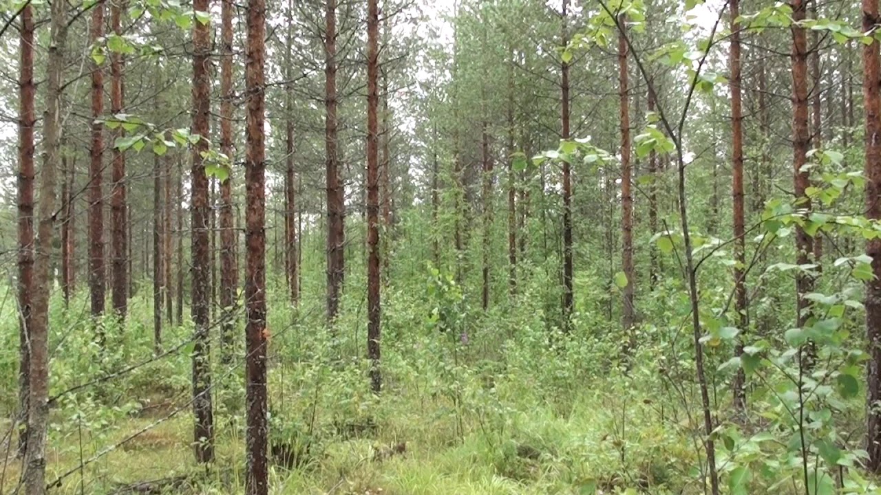 Metsolan metsäkoulu 55, onnistui ja pieleen meni
