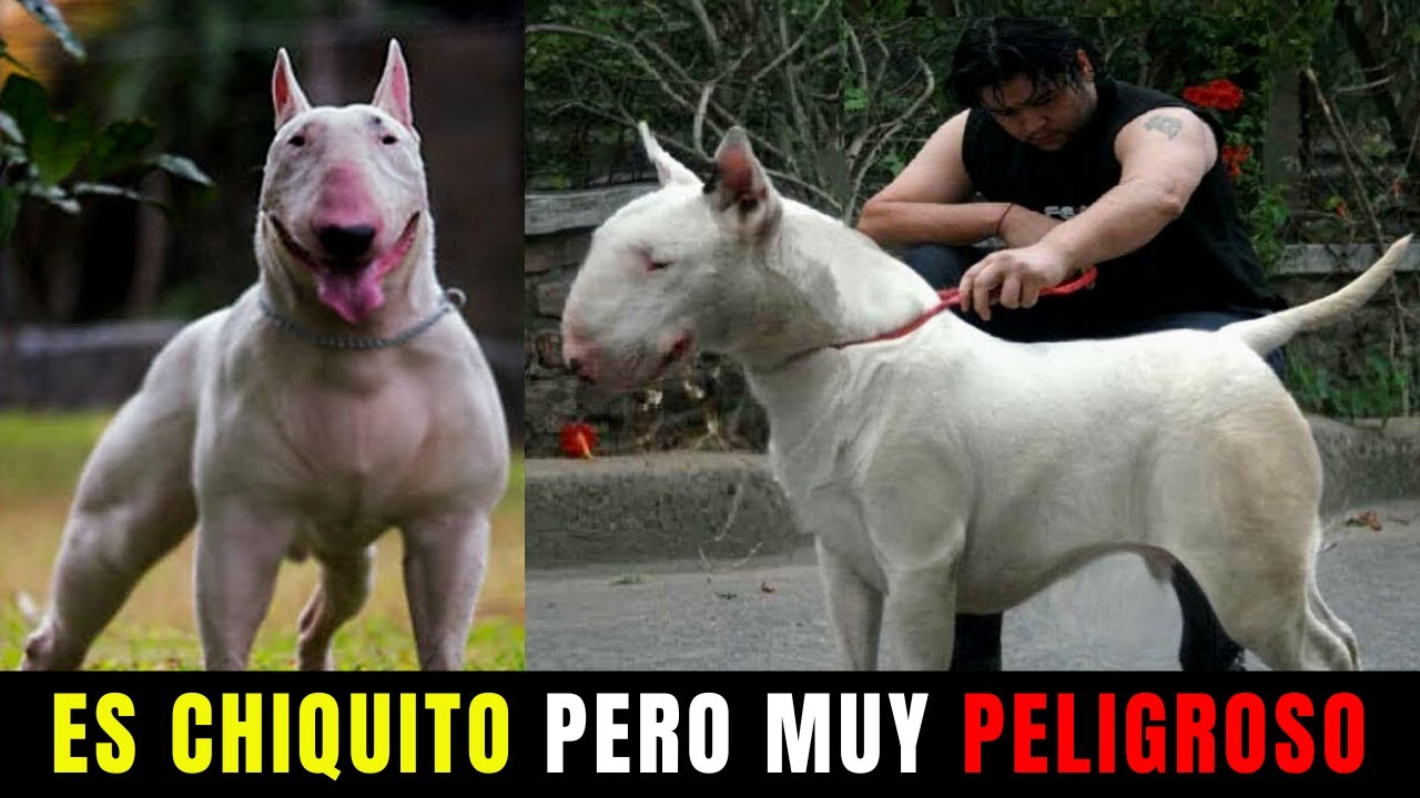 10 Datos Sorprendentes Sobre el Bull Terrier Que Tienes que Conocer