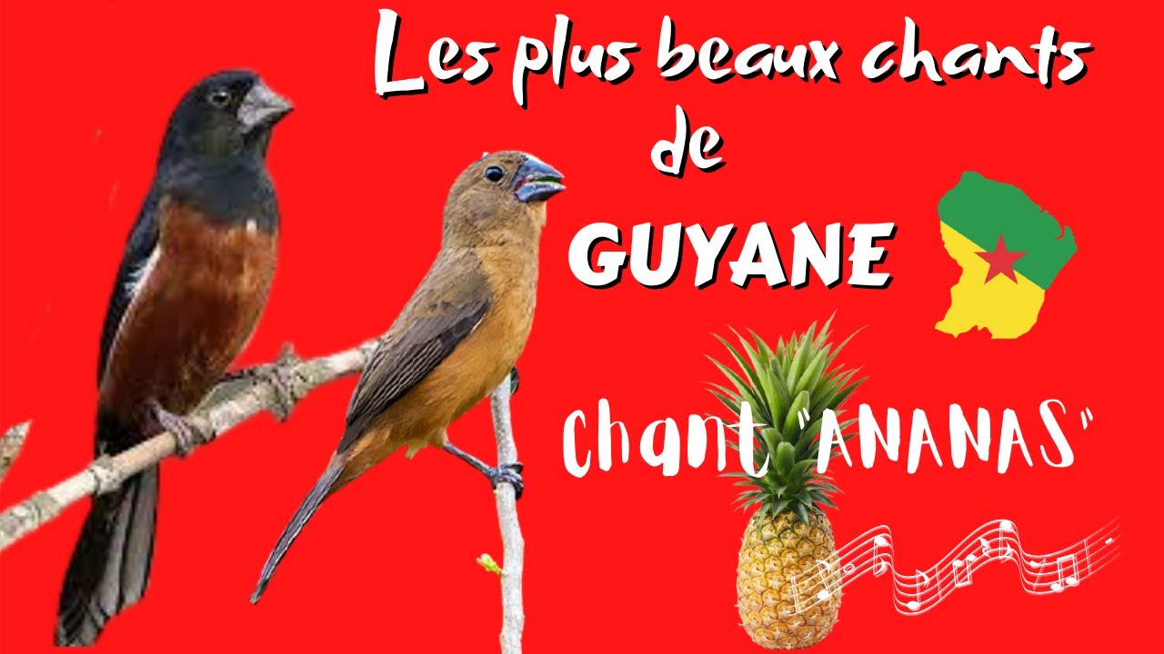 Picolette chant ananas (son pour apprentissage)