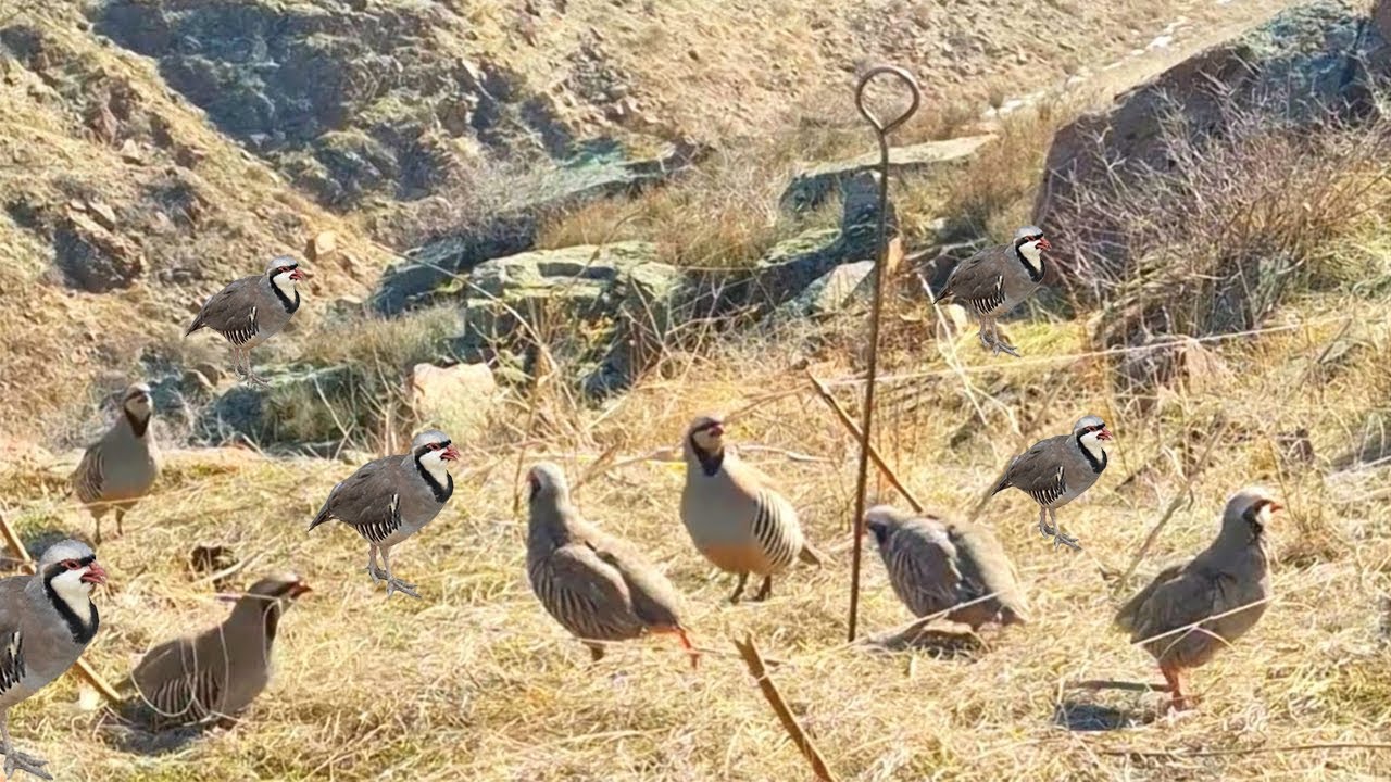 Lost in the Mountains—This One Survival Trick Kept Me Alive #birdtrap
