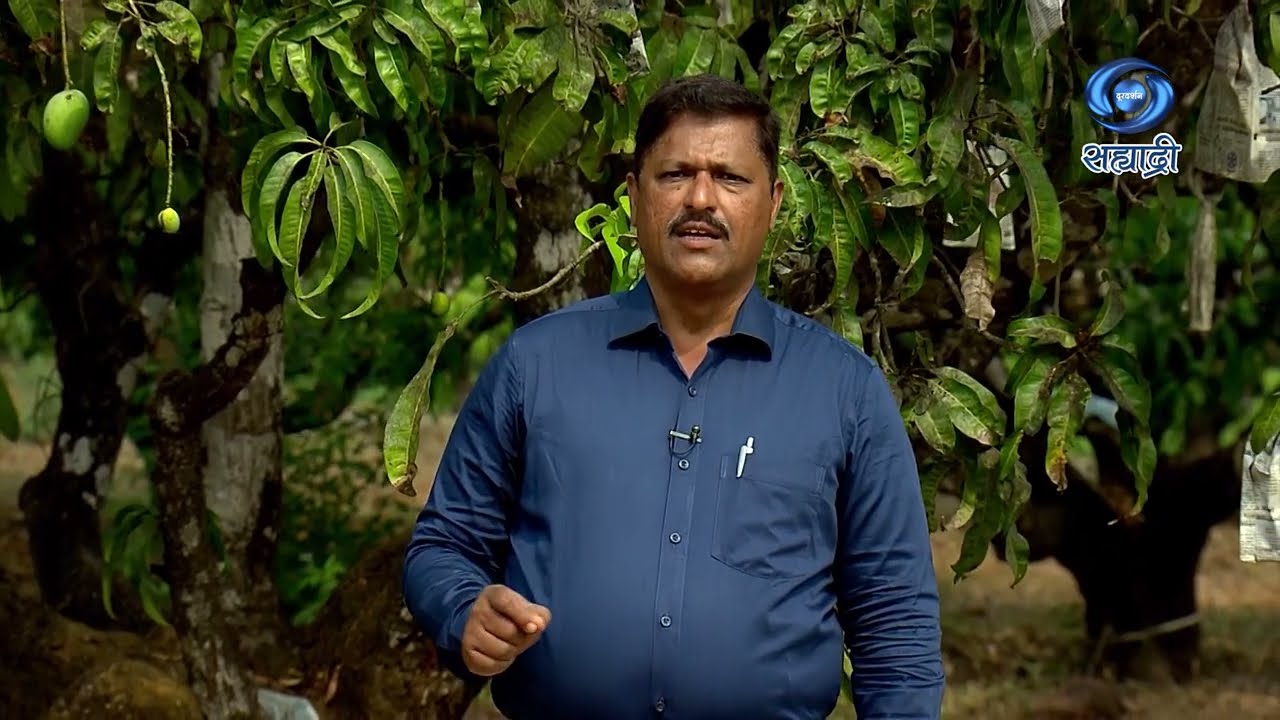 आंबा घन लागवड तंत्रज्ञान | HD | Krushidarshan | डॉ. योगेश परुळेकर | कृषीदर्शन | 08.05.2023