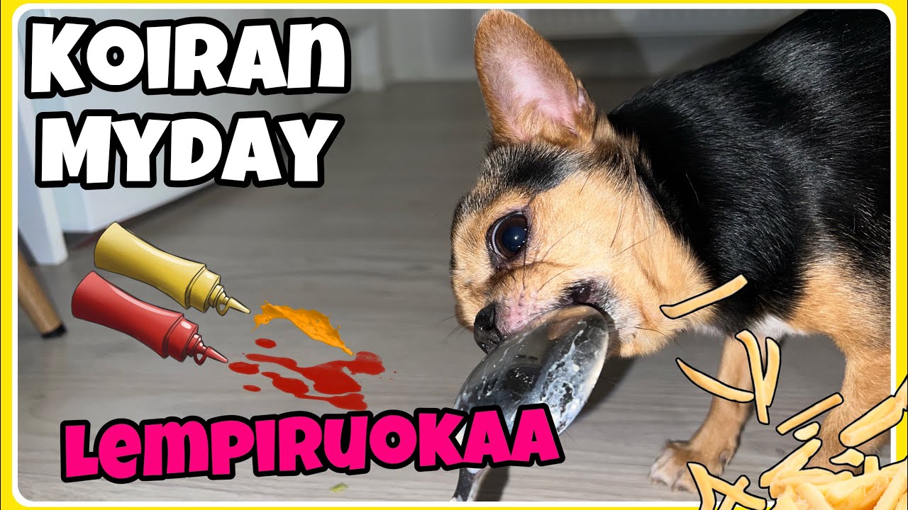 Koiran HERKKUPÄIVÄ