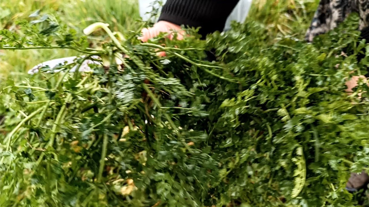 Karadeniz Köyünde Soğuk Bahar Günü 🌿 Yabani Kazayağı Otu Topluyoruz