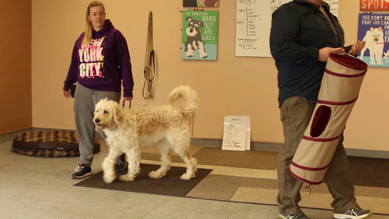Dog Who Serve- How to Evaluate a Potential Service Dog- Finding the Right Dog for Work