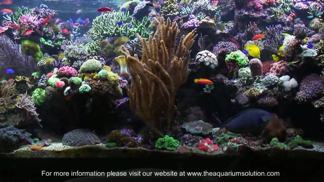 David Saxby's Reef Aquarium 2008 (High Definition version)