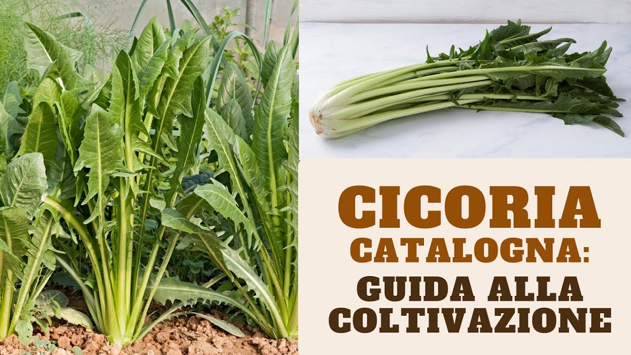 COLTIVARE LA CICORIA Catalogna: un ortaggio semplice e rustico! - W&A Gardens: orto e giardino