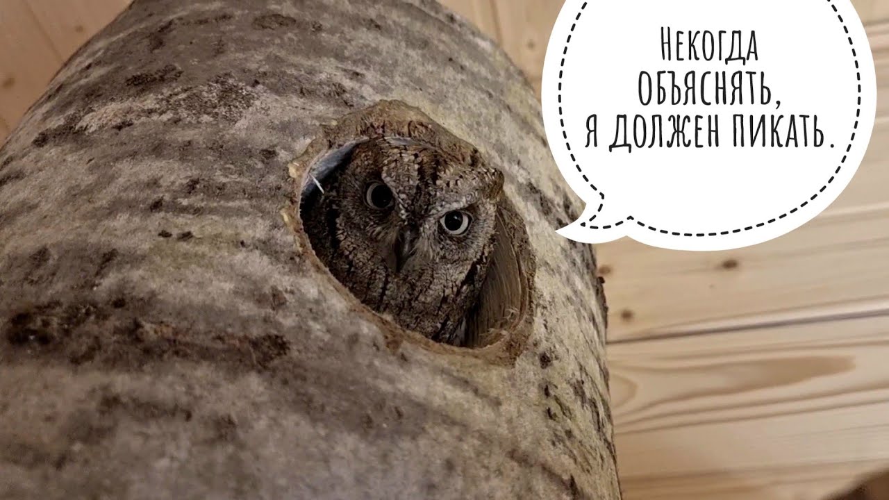 Как назвали новеньких сов? Совы сплюшки получили ещё один домик и имена