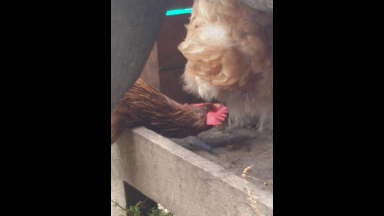 Huhn legt ein Ei