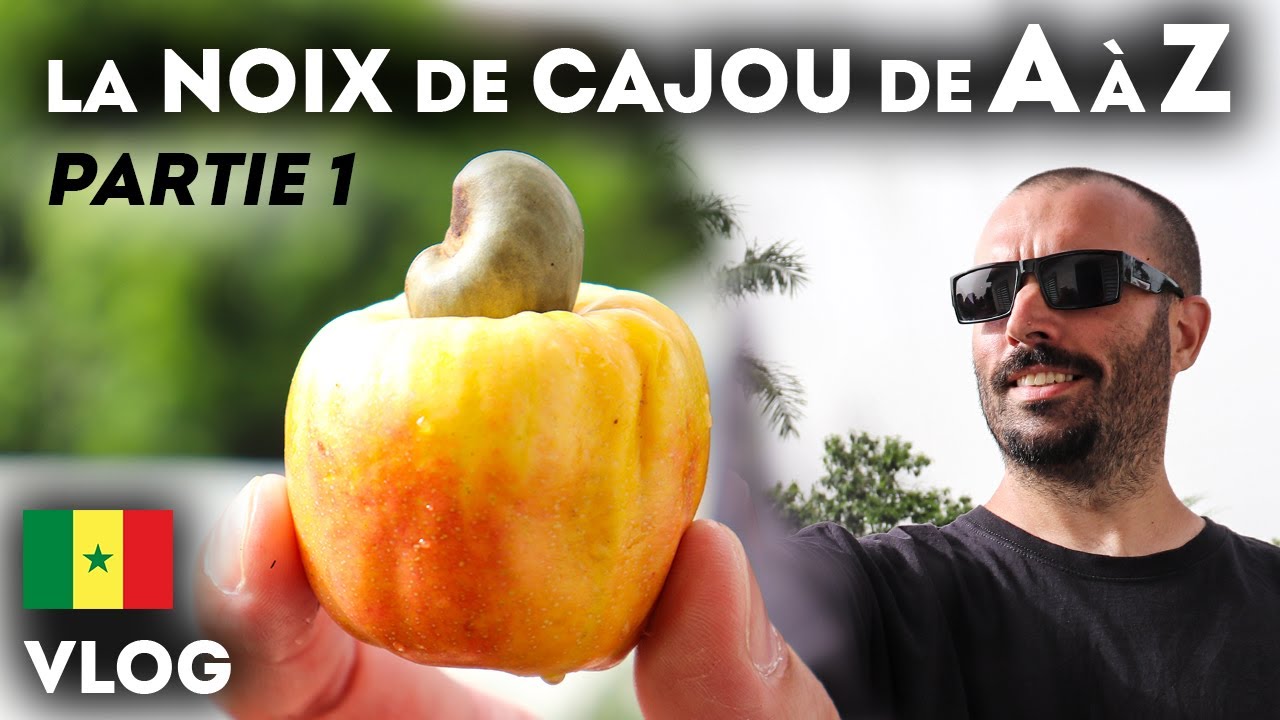 LA NOIX DE CAJOU (Partie 1) - VLOG SÉNÉGAL 2022 - JUS POMME DE CAJOU