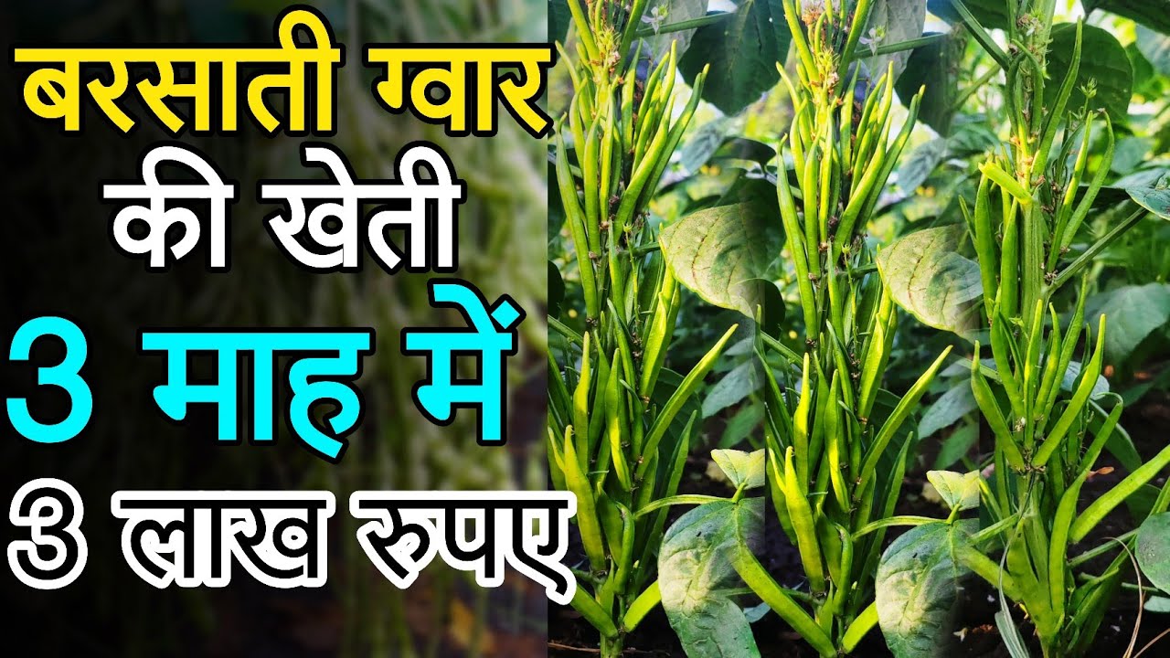 बरसाती ग्वार की खेती | gvar ki kheti kaise karen | Barsati guvar ki kheti | guvar ki kheti A to Z